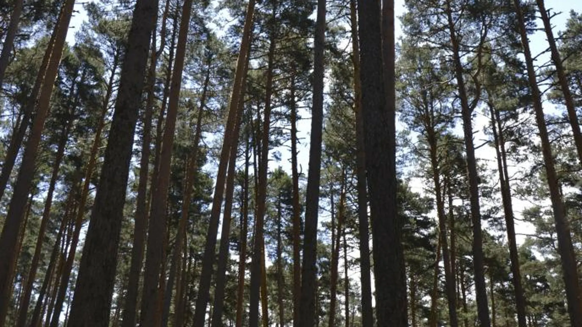 Pinar en la provincia de Valladolid