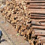 El sector forestal deberá potenciar su papel como sumidero de las emisiones globales a través de los cultivos y de los bosques