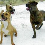 Tres de los seis perros con los que Luisa convivía en Colmenar de Oreja