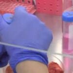 Así regenera el hospital 12 de Octubre de Madrid el hígado con células madre
