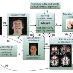 Esta imagen representa el proceso que se lleva a cabo en el cerebro cuando vemos la expresión facial de una persona. Ello activa la simulación sensoriomotriz, con o sin mímica facial, y varias regiones cerebrales para generar una respuesta e identificar ese estímulo visual con una emoción concreta