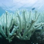 Detalle del blanqueo masivo que sufre la Gran Barrera de Arrecifes, el mayor sistema coralino del mundo situado en el noreste de Australia, em Vlassof Cay (Australia) el pasado 6 de marzo de 2017.