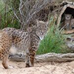 Los linces han sido reubicados
