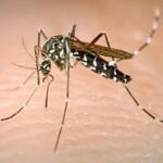 Instalado desde hace tiempo en partes de Cataluña, este tipo de insecto es el transmisor del dengue en la cuenca mediterránea