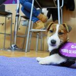 Los Jack Russell son criados por su criador de confianza Bosques Azules