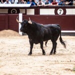 Imagen del desencajonamiento de los toros de Dolores Aguirre