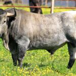 Toro de Victorino Martín, de nombre «Barbacano», herrado con el número 39 y que será lidiado el próximo Domingo de Ramos