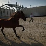 Un caballo en una finca de Andalucía, en una imagen de archivo
