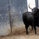 Toro de Victoriano del Río, en los corrales de Las Ventas