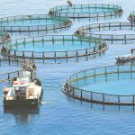 Microalgas para peces vegetarianos