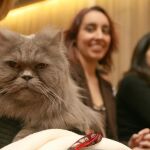 Un gato en un concurso de mascotas por el día de San Antón