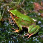 El estudio establece una reveladora relación entre las ranas y los extinguidos dinosaurios