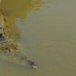Cocodrilo de la especia Crocodylus intermedius con un aparato de seguimiento instalado