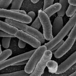 Microbios al microscopio