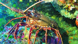 El trasmallo de langosta en Italia y Espa&ntilde;a es un arte estudiado en el proyecto durante los &uacute;ltimos dos a&ntilde;os