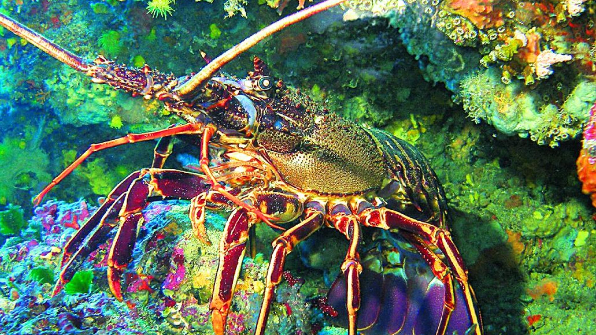 Científicos piden prohibir hervir vivo los crustáceos tras nuevas pruebas de que sienten dolor