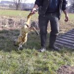 Fotograma de un vídeo de Igualdad Animal en el que se maltrata a un cordero