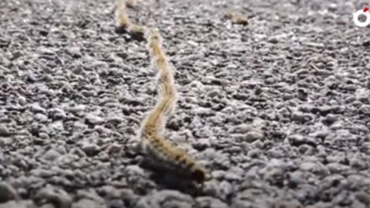 La peligrosa oruga procesionaria no espera a la primavera: siete recomendaciones para proteger a tus mascotas