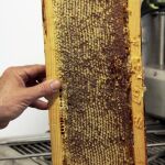 El hombre empezó a utilizar la cera de abeja en el 7000 a.C. En la imagen, miel de la Alcarria