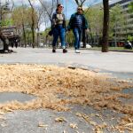 Cuatro de cada diez personas tiene alergia a los plataneros que se alzan en la Diagonal, por ejemplo
