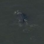 Avistan una ballena en el río Hudson de Nueva York