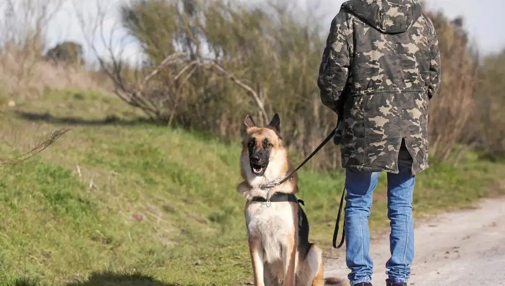 Debemos esperar a que el perro se coloque en la posición de paseo antes de continuar | Imagen de archivo