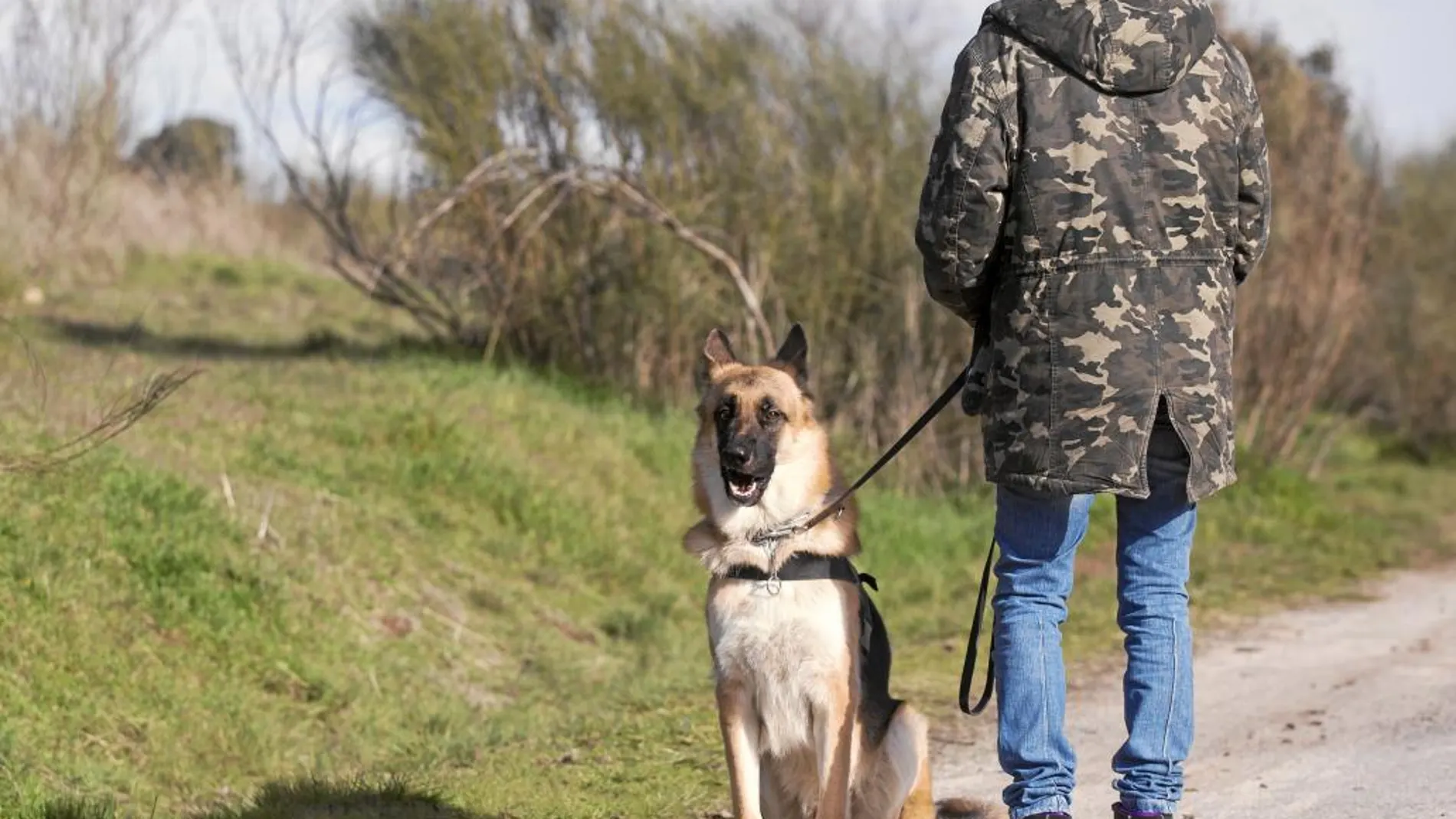 Debemos esperar a que el perro se coloque en la posición de paseo antes de continuar | Imagen de archivo