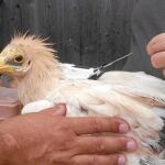 Un especialista coloca una mochilita con un GPS a un ejemplar de esta subespecie de alimoche