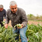 La agricultura y la ganadería tienen en torno a un 70% de mayores de 50 años como titulares de las explotaciones / Foto: LA RAZÓN