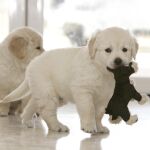 Cachorros de golden retrevier