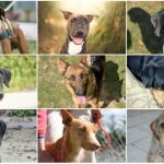Di cómo eres y te diré qué perro debes adoptar
