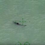 Uno de los tiburones avistados por el helicóptero