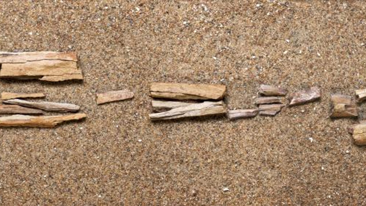 Países Bajos acepta devolver miles de fósiles a Indonesia que extrajeron cuando esta era colonia