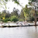 Las aves de la Cañada son una buena compañía como plan alternativo