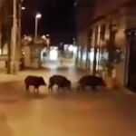 Los jabalíes en una calle de Barcelona/Foto y vídeo: Atlas