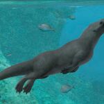 Reconstrucción de la ballena de cuatro patas / Natural History Museum-A. Gennari