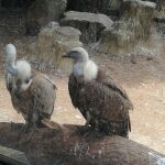 Algunas de las aves que se pueden encontrar en el Hospital de Fauna Salvaje de GREFA