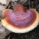 Reishi, es una seta cultivada de forma ecológica en Japón