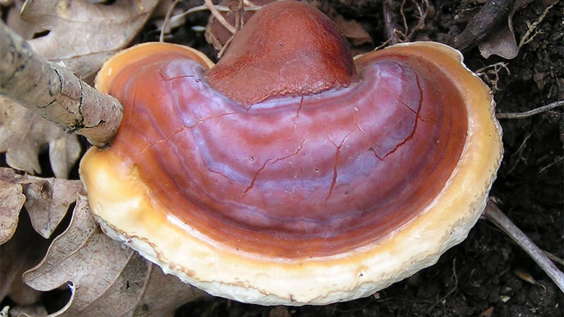 Reishi, es una seta cultivada de forma ecológica en Japón