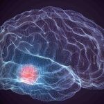 La molécula identificada mejora la movilidad y protege contra la degeneración neuronal