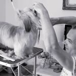 El servicio a domicilio es, en algunos casos, más económico que en las peluquerías o centros caninos