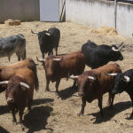 Los toros de Cebada Gago de este año que se rechazaron para correr por las calles de Pamplona