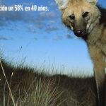 En 50 años, se habrán perdido casi el 70% de las poblaciones de animales del planeta