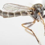 La nueva especie de mosca asesina, Trichoura pardeos