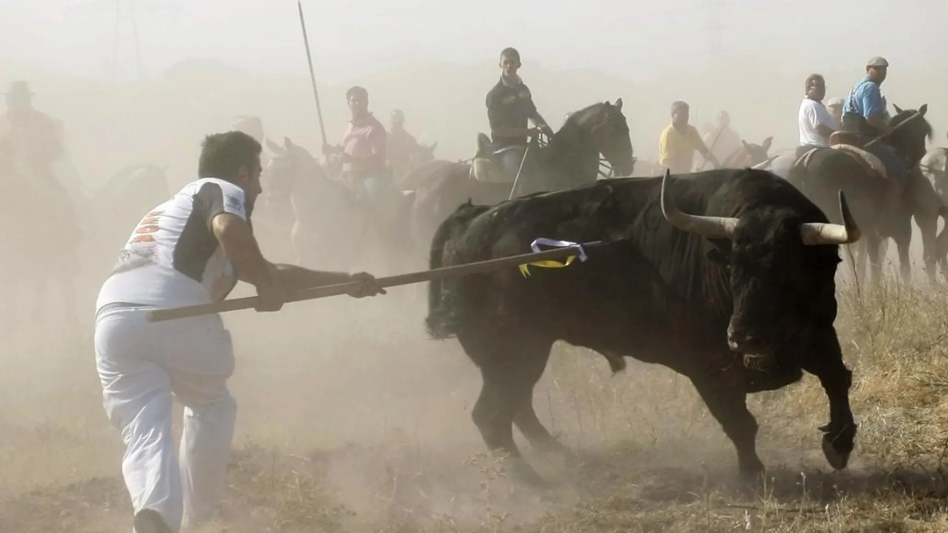 La Junta de Castilla y León prohibió la muerte en público del Toro de la Veg
