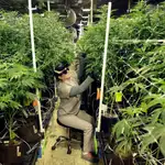 Provoca alteraciones en el corazón y desarrolla trastornos psiquiátricos | AP