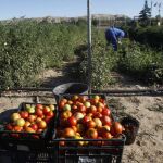 Consiguen cultivar tomates y guisantes en suelo simulado de Marte y la Luna