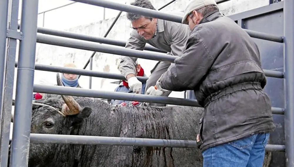 Victorino Martín realiza las primeras curas a «Cobradiezmos» en la finca Las Tiesas de Santa María