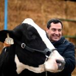 El líder del PP, Juanma Moreno, visitó ayer una granja vaquera en Añora, Córdoba / Foto: Efe