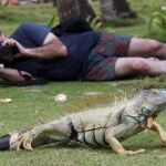 Fotografía tomada el viernes 11 de septiembre de 2015 de un turistas y una iguana de San Andrés (Colombia)